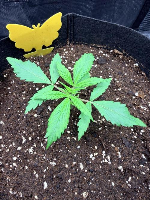 Gorilla Zkittlez Auto // Fast Buds. Week 2 - 2025-11-17