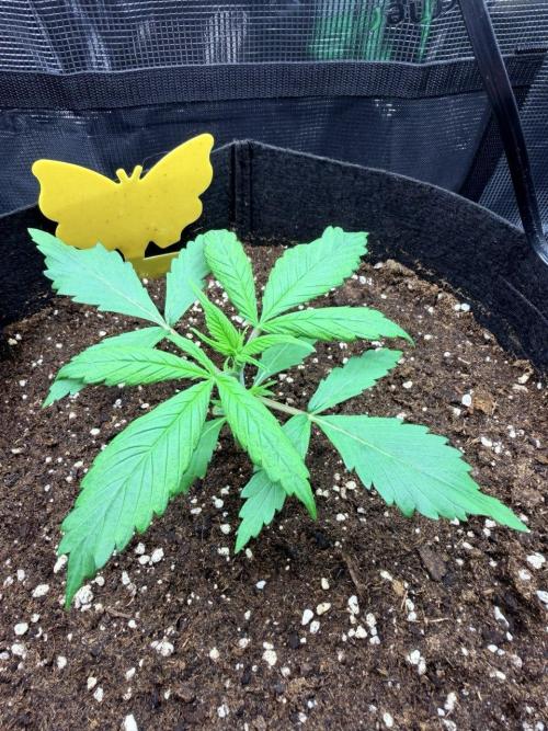 Gorilla Zkittlez Auto // Fast Buds. Week 2 - 2025-11-18