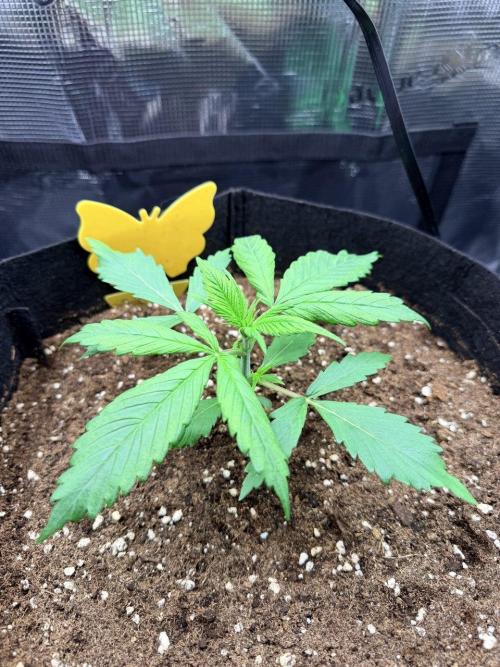 Gorilla Zkittlez Auto // Fast Buds. Week 2 - 2025-11-19