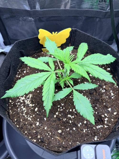 Gorilla Zkittlez Auto // Fast Buds. Week 2 - 2025-11-20