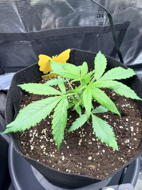 Gorilla Zkittlez Auto // Fast Buds. Week 2 - 2025-11-21