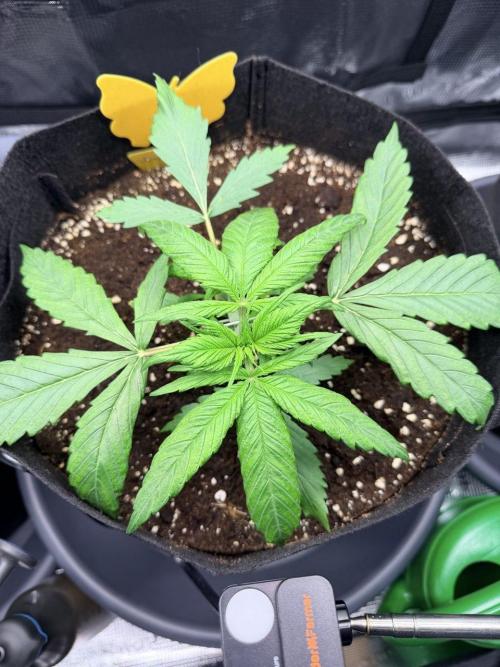 Gorilla Zkittlez Auto // Fast Buds. Week 2 - 2025-11-22