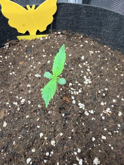 Forbidden Runtz Auto // Fast Buds. Week 1 - 2025-11-17