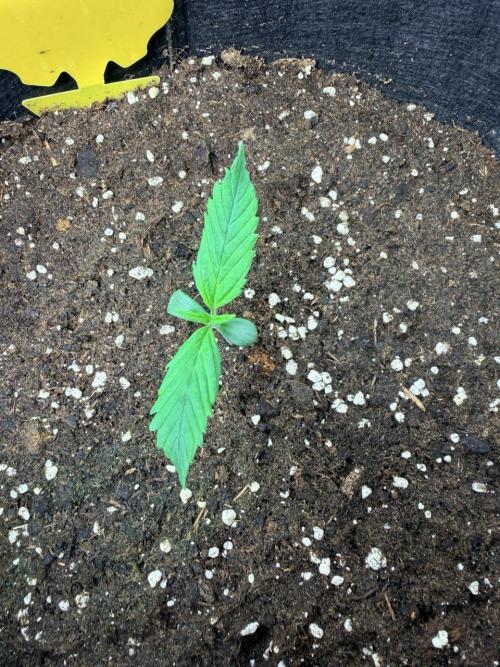 Forbidden Runtz Auto // Fast Buds. Week 1 - 2025-11-18