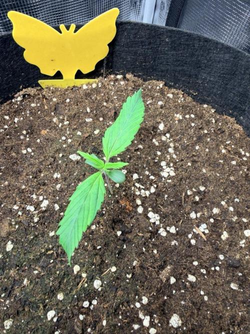 Forbidden Runtz Auto // Fast Buds. Week 1 - 2025-11-19