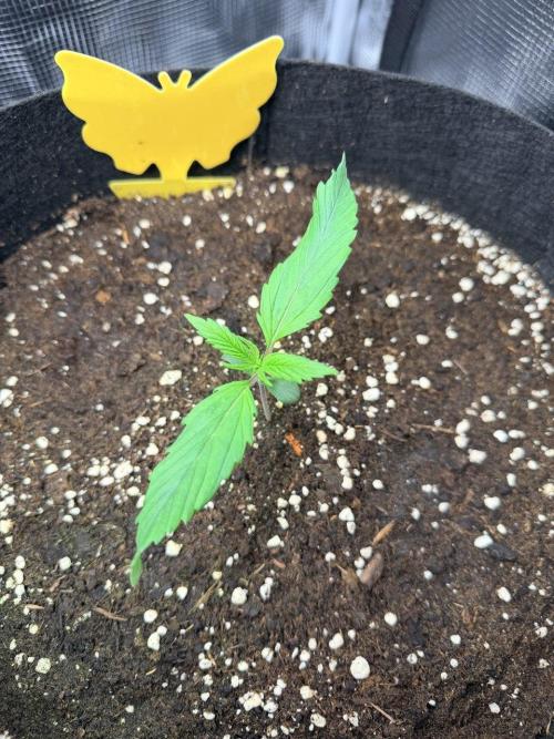 Forbidden Runtz Auto // Fast Buds. Week 1 - 2025-11-20