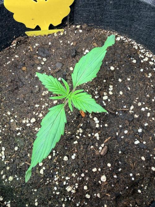 Forbidden Runtz Auto // Fast Buds. Week 1 - 2025-11-21