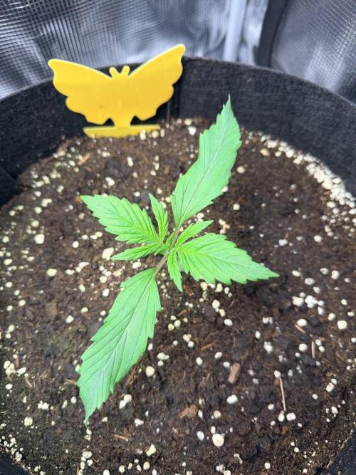 Forbidden Runtz Auto // Fast Buds. Week 1 - 2025-11-22