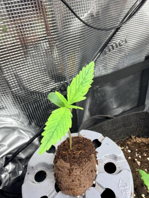 Gelato Auto // Fast Buds. Week 1 - 2025-11-19