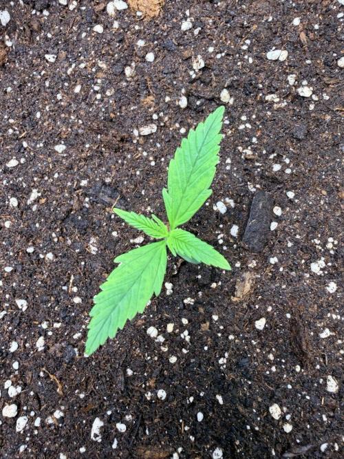 Gelato Auto // Fast Buds. Week 1 - 2025-11-21