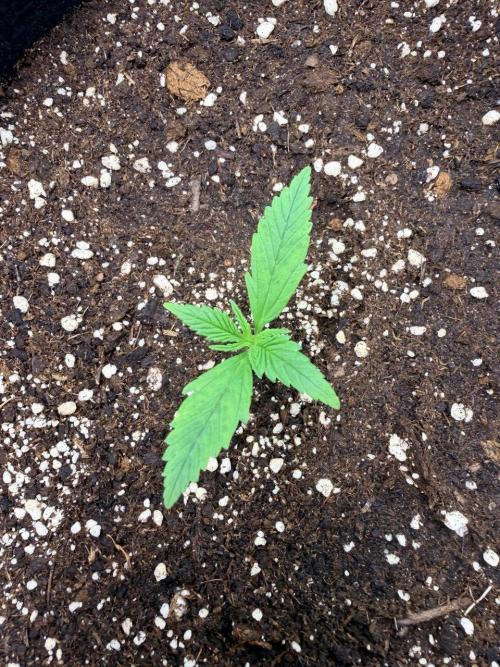 Gelato Auto // Fast Buds. Week 1 - 2025-11-22