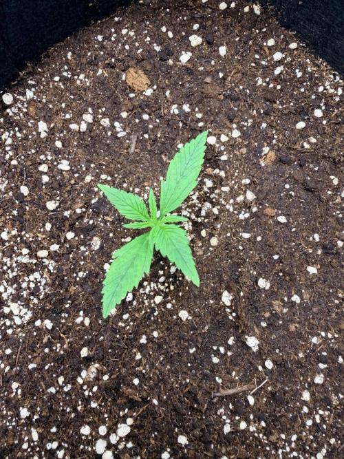 Gelato Auto // Fast Buds. Week 1 - 2025-11-23