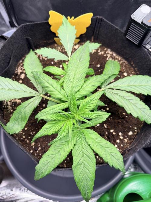 Gorilla Zkittlez Auto // Fast Buds. Week 3 - 2025-11-23