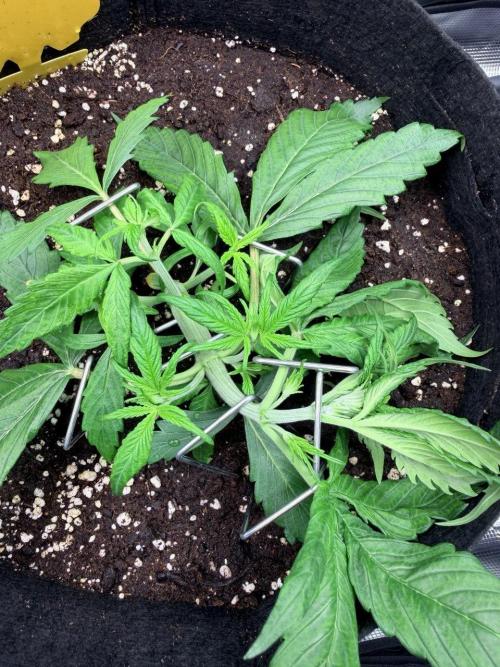 Gorilla Zkittlez Auto // Fast Buds. Week 3 - 2025-11-24