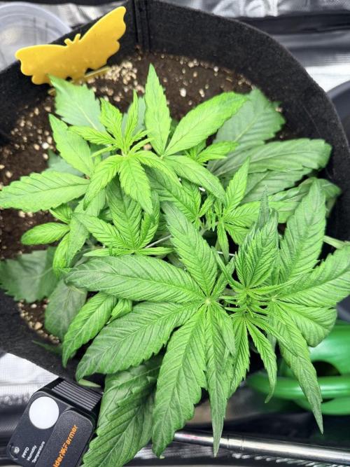 Gorilla Zkittlez Auto // Fast Buds. Week 3 - 2025-11-26