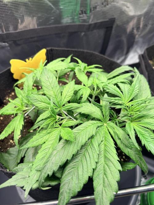 Gorilla Zkittlez Auto // Fast Buds. Week 3 - 2025-11-27