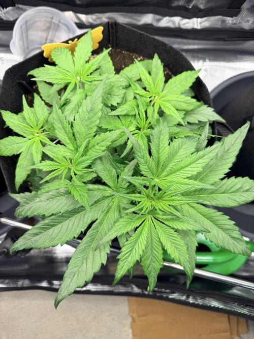 Gorilla Zkittlez Auto // Fast Buds. Week 3 - 2025-11-28