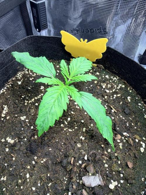 Forbidden Runtz Auto // Fast Buds. Week 2 - 2025-11-24