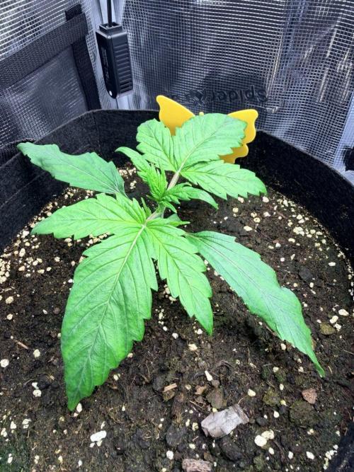 Forbidden Runtz Auto // Fast Buds. Week 2 - 2025-11-26