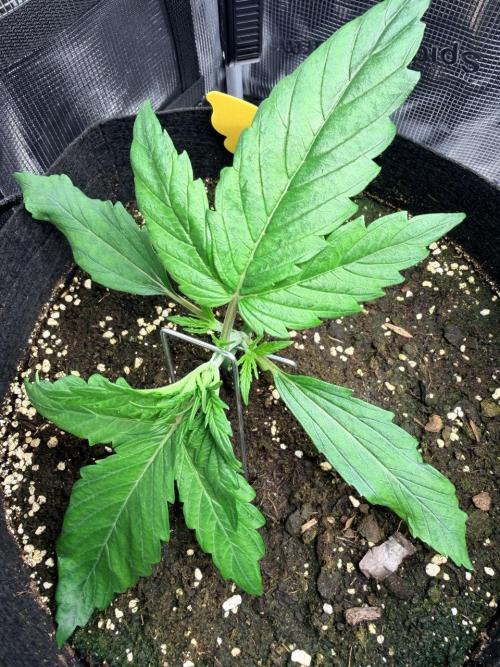 Forbidden Runtz Auto // Fast Buds. Week 2 - 2025-11-27