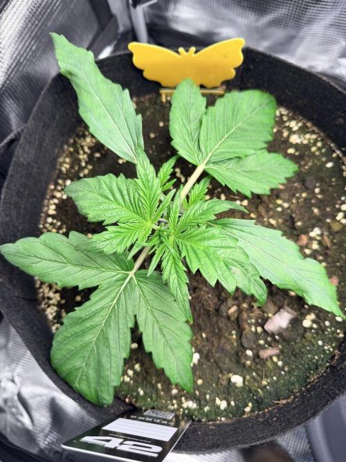 Forbidden Runtz Auto // Fast Buds. Week 2 - 2025-11-28