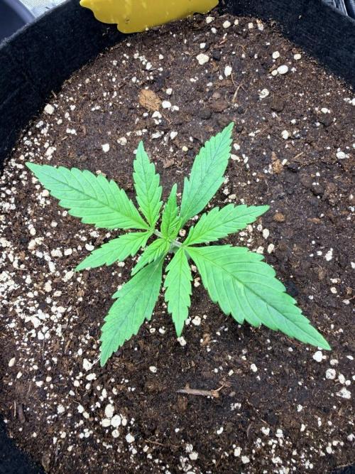 Gelato Auto // Fast Buds. Week 2 - 2025-11-26