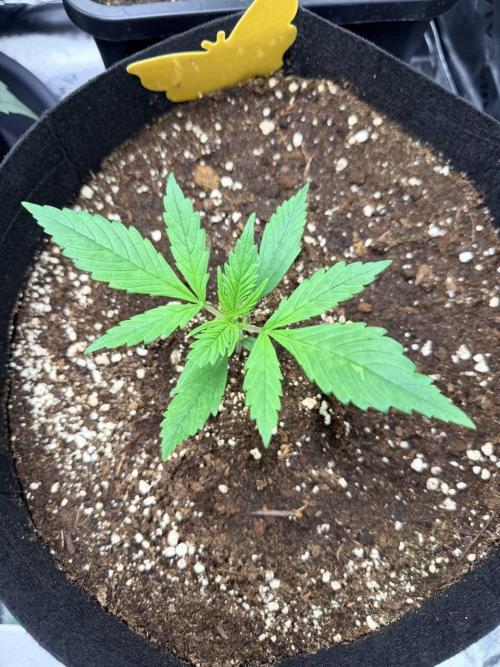 Gelato Auto // Fast Buds. Week 2 - 2025-11-27