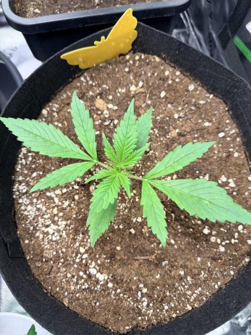 Gelato Auto // Fast Buds. Week 2 - 2025-11-28