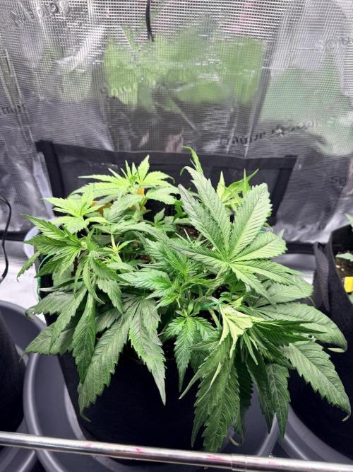 Gorilla Zkittlez Auto // Fast Buds. Week 4 - 2025-11-30