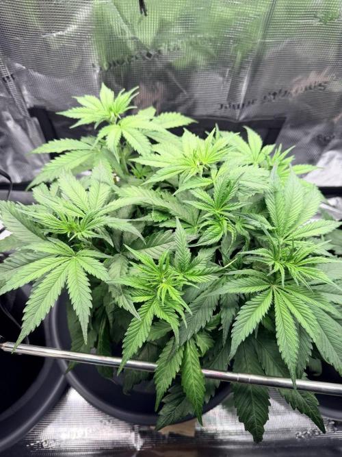 Gorilla Zkittlez Auto // Fast Buds. Week 4 - 2025-12-04