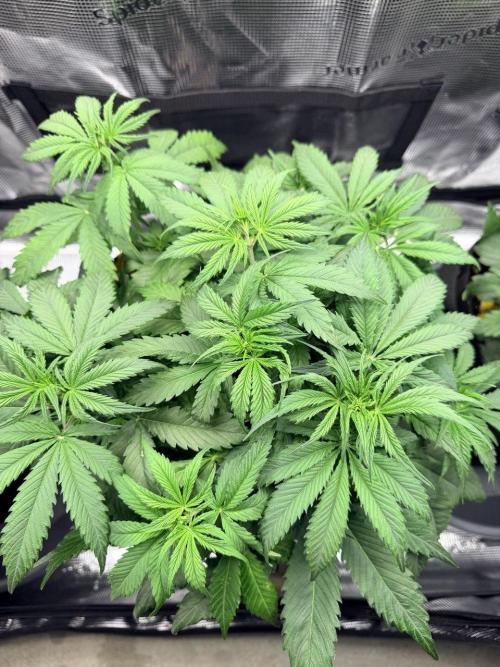 Gorilla Zkittlez Auto // Fast Buds. Week 4 - 2025-12-05