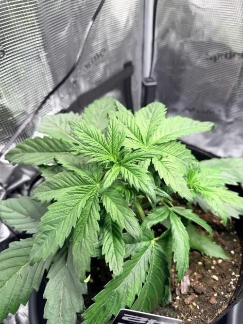 Forbidden Runtz Auto // Fast Buds. Week 3 - 2025-12-04