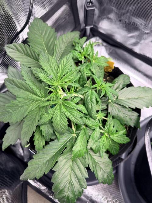 Forbidden Runtz Auto // Fast Buds. Week 3 - 2025-12-05