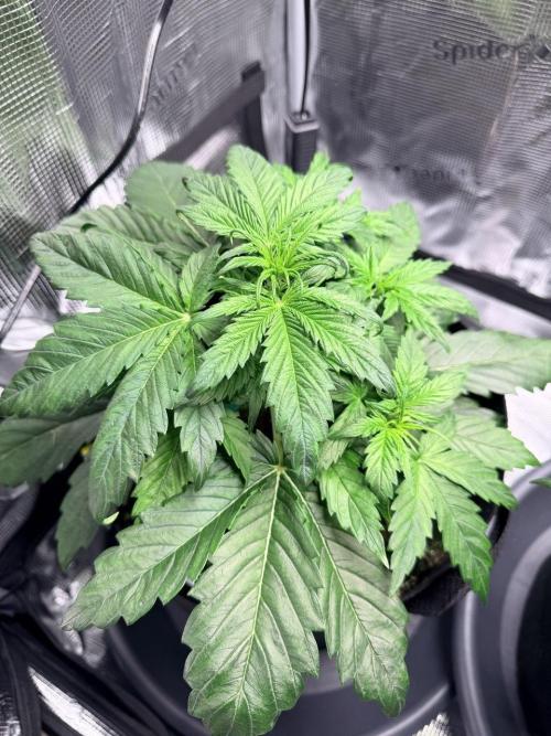 Forbidden Runtz Auto // Fast Buds. Week 3 - 2025-12-06