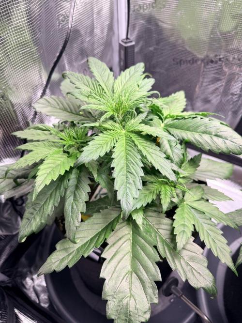 Forbidden Runtz Auto // Fast Buds. Week 3 - 2025-12-07