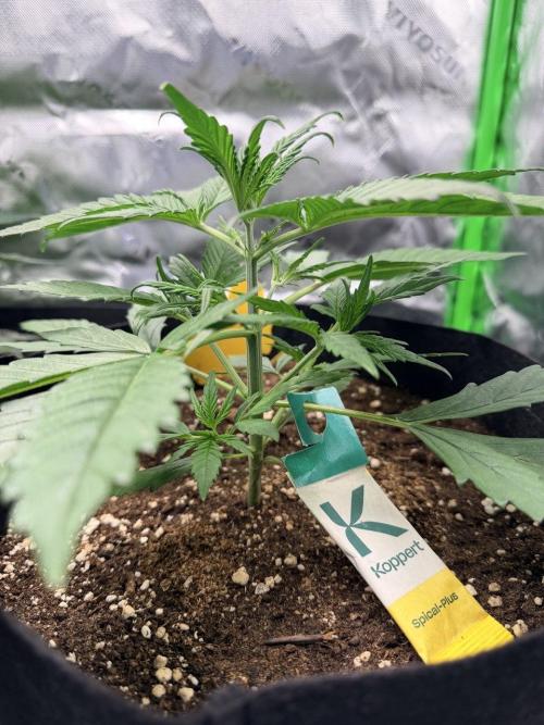 Gelato Auto // Fast Buds. Week 3 - 2025-12-04