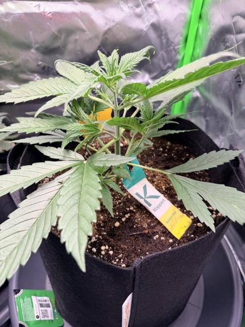 Gelato Auto // Fast Buds. Week 3 - 2025-12-05