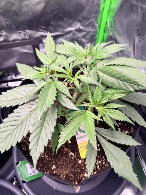 Gelato Auto // Fast Buds. Week 3 - 2025-12-06