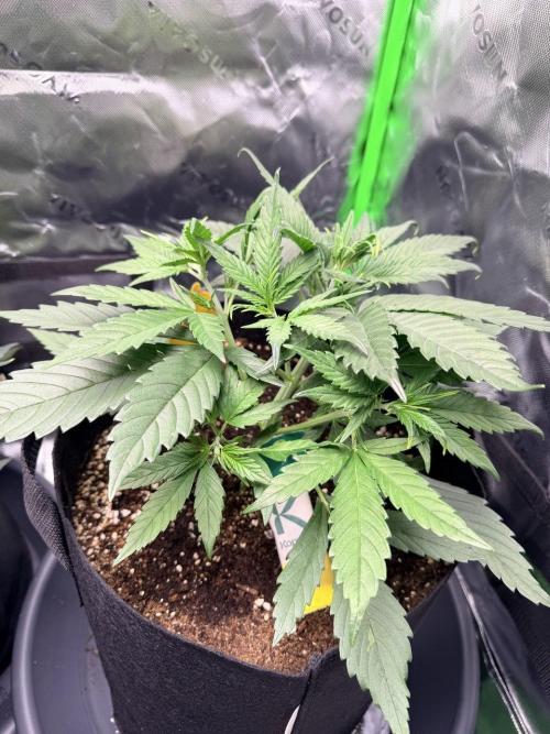 Gelato Auto // Fast Buds. Week 3 - 2025-12-07