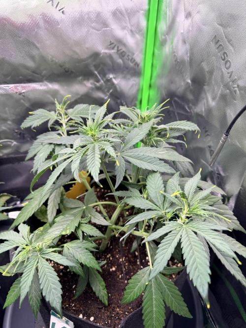 Gelato Auto // Fast Buds. Week 4 - 2025-12-13