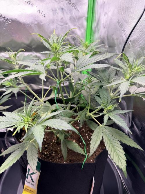 Gelato Auto // Fast Buds. Week 4 - 2025-12-14