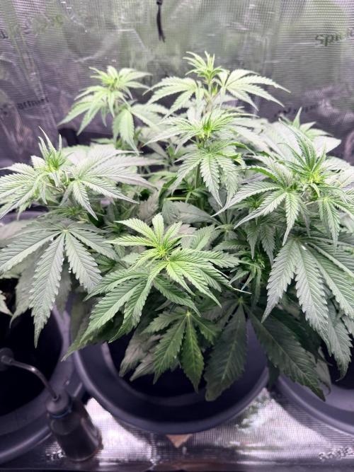 Gorilla Zkittlez Auto // Fast Buds. Week 5 - 2025-12-07