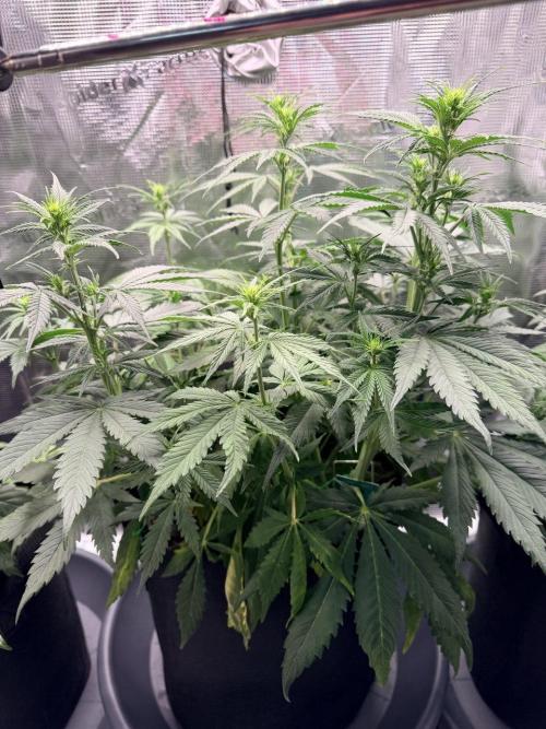 Gorilla Zkittlez Auto // Fast Buds. Week 5 - 2025-12-13