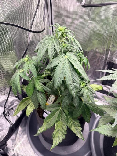 Forbidden Runtz Auto // Fast Buds. Week 4 - 2025-12-13