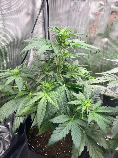 Forbidden Runtz Auto // Fast Buds. Week 4 - 2025-12-14