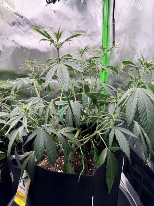 Gelato Auto // Fast Buds. Week 5 - 2025-12-18