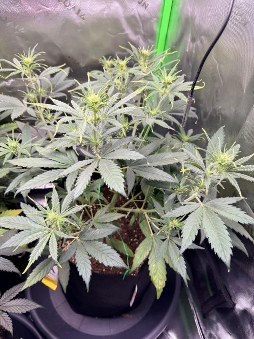 Gelato Auto // Fast Buds. Week 5 - 2025-12-19