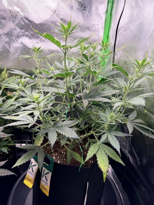 Gelato Auto // Fast Buds. Week 5 - 2025-12-20