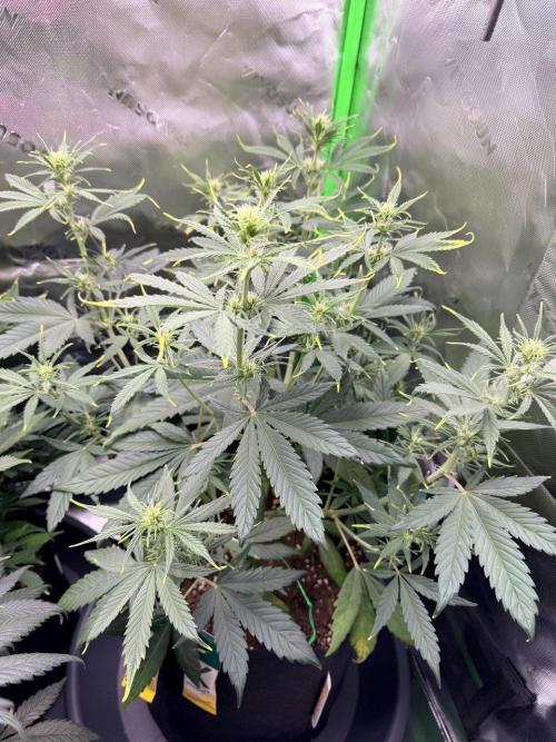 Gelato Auto // Fast Buds. Week 5 - 2025-12-21