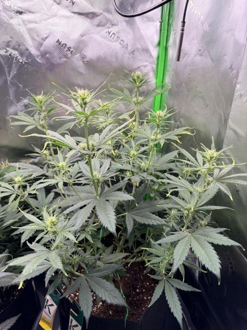 Gelato Auto // Fast Buds. Week 5 - 2025-12-22